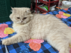 Persian cat female